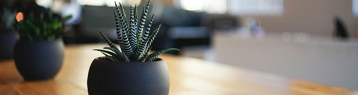 A plant pot on a windowsill at the RTA office
